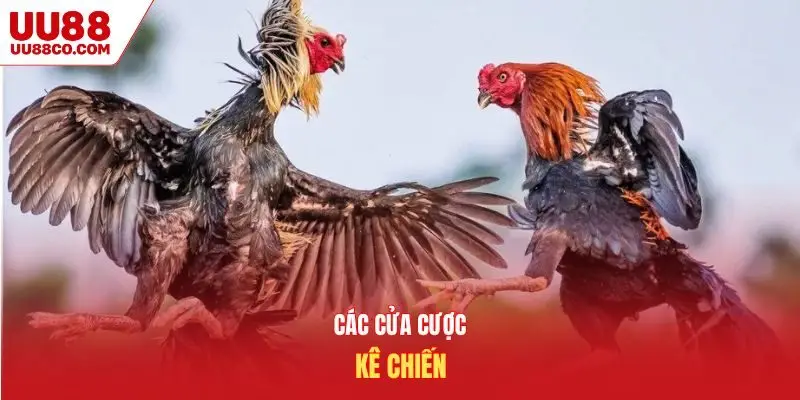 Các cửa cược kê chiến