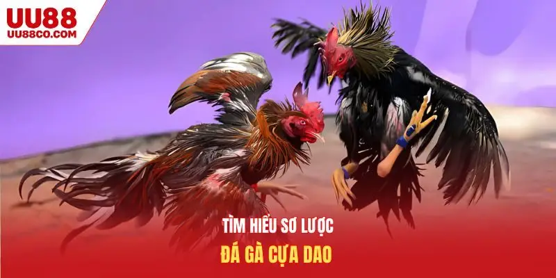 Tìm hiểu sơ lược đá gà cựa dao