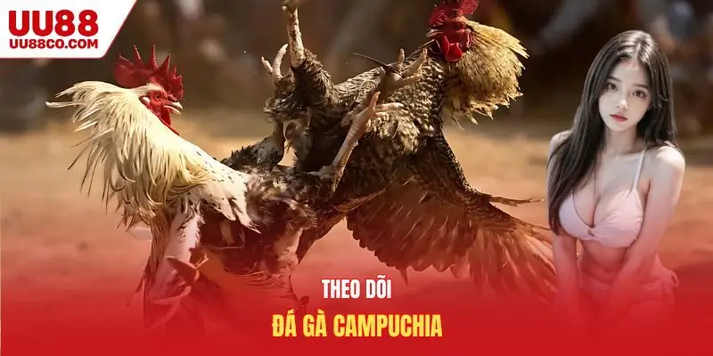 Theo dõi đá gà Campuchia