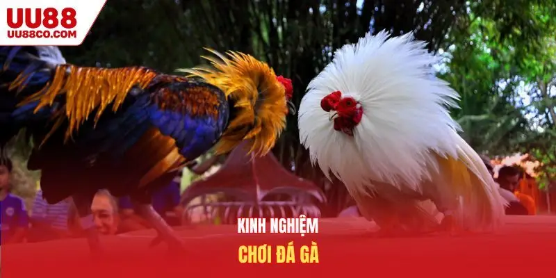 Kinh nghiệm chơi đá gà